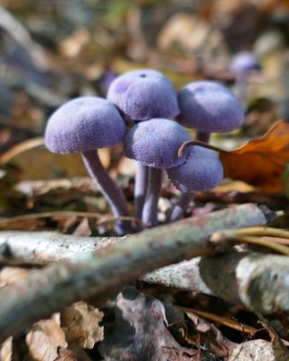 Amethyst