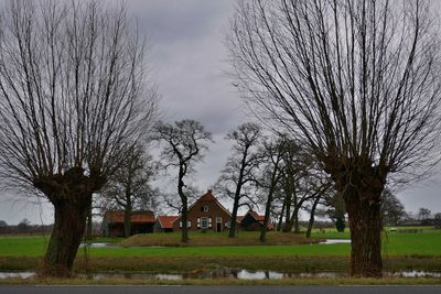 Bare trees