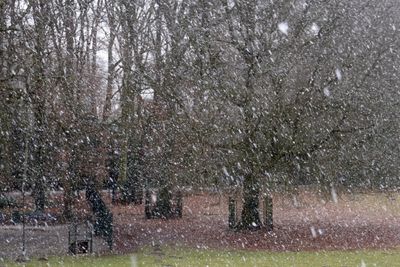 Snowflakes