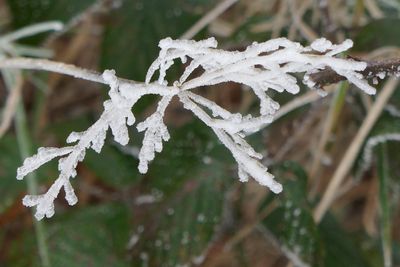 Ice flower