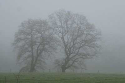 Two oak trees