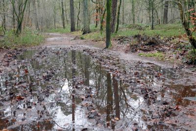 Muddy