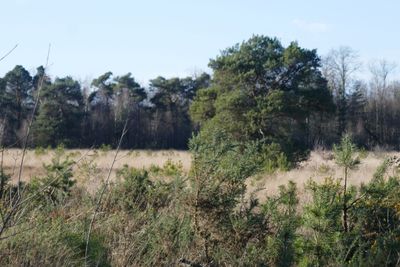 Pine tree