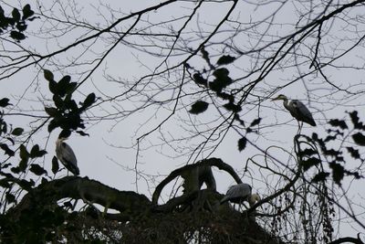 Blue herons