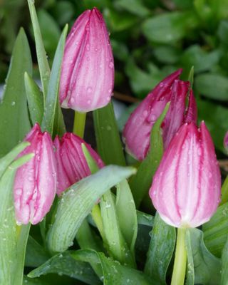 Tulips in the rain