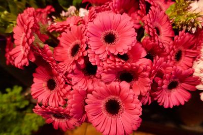 Gerbera