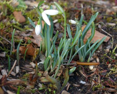 Snowdrops