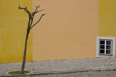 Tree and window