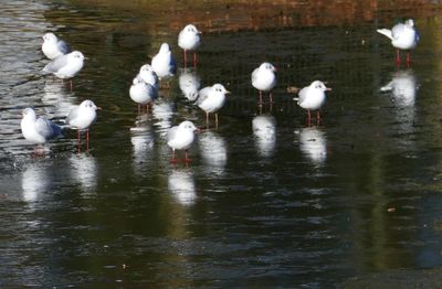 Gulls