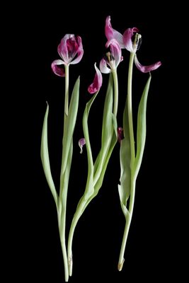 Three tulips