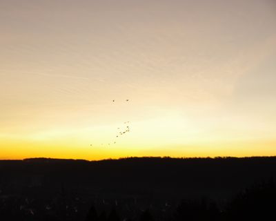 Flock 
