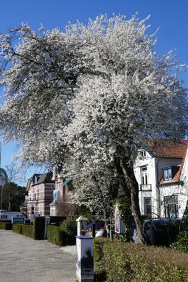 Blackthorn
