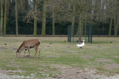 The deer and the goose