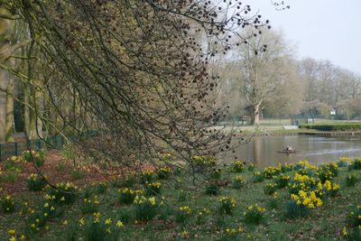 Daffodils