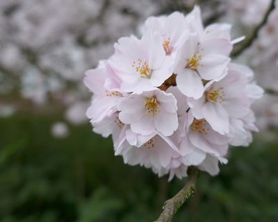 Prunus  yedoensis