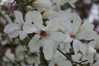 Magnolia kobus