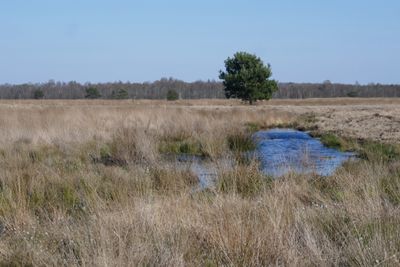 Moor landscape