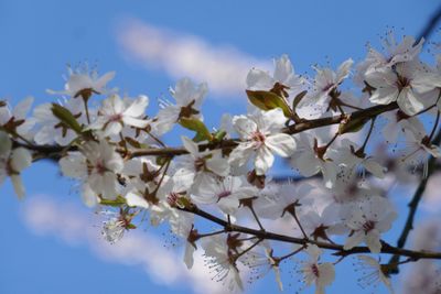 Prunus cistena
