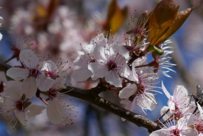 Prunus cistena