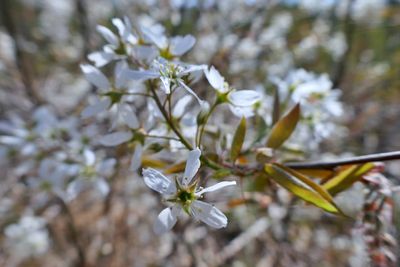 Shadwood flower