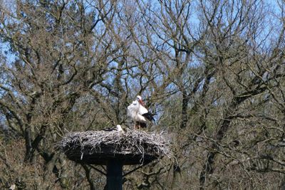 Stork
