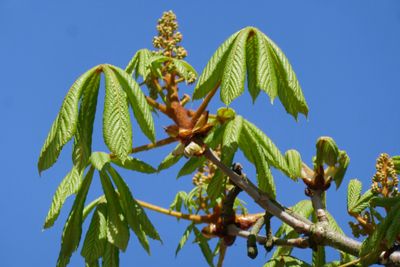 Chestnut