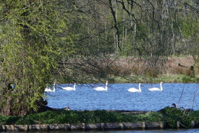 Swanlake