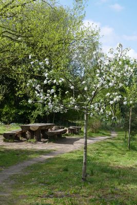 Apple tree