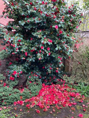 Camellia