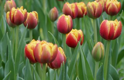 Tulips
