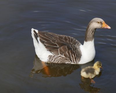 Gosling