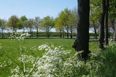 Cows parsley