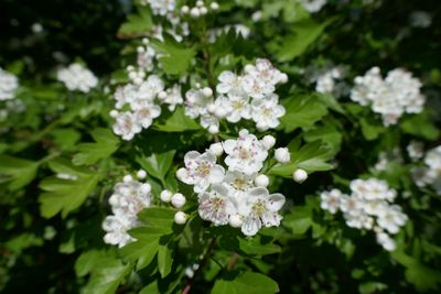 Mayflower
