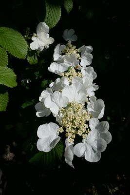 Viburnum