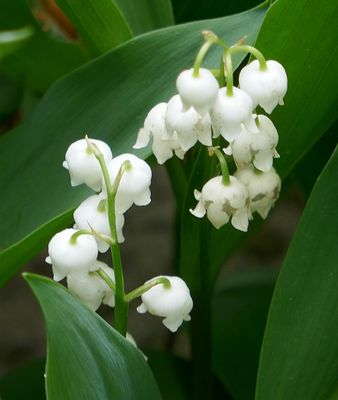 Bloom