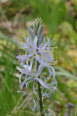 Wild hyacinth 