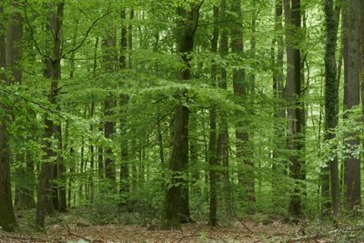Forest bathing