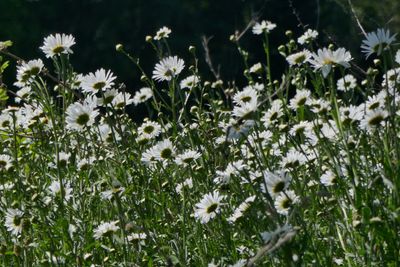 marguerites