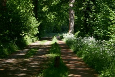 Shadow play in the wood
