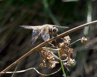 Dragonfly