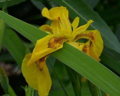 Yellow Iris