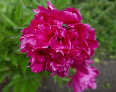 Bloom