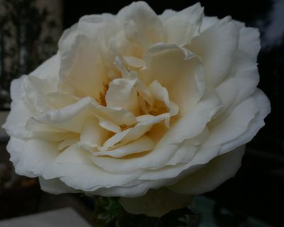 Bloom