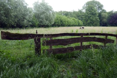 Fenced in
