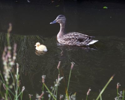Duckling