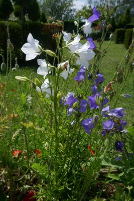 White, green, purple