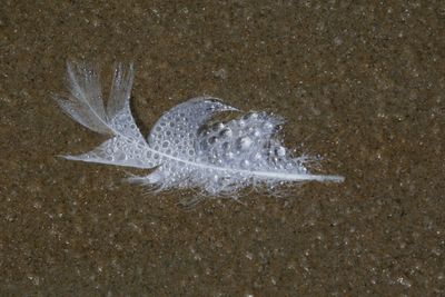 Feather