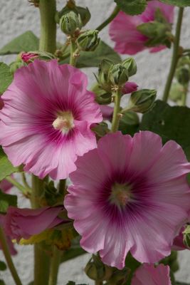 Hollyhock