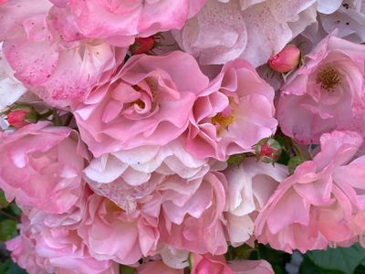 Bloom