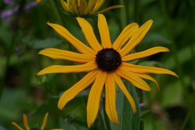Black eyed Susan